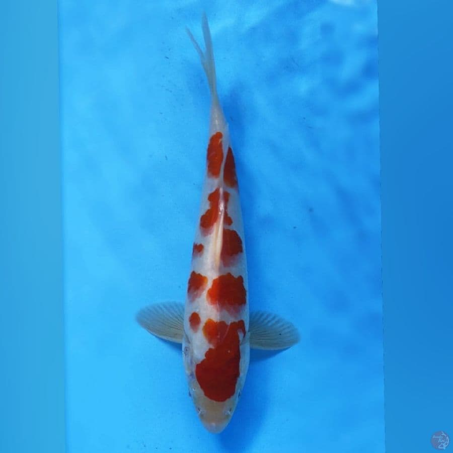 KOHAKU SAKURA M25