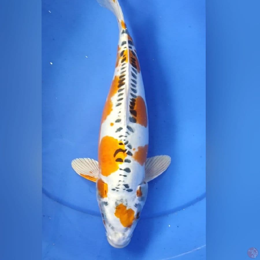 KOJAKU DOID 38CM