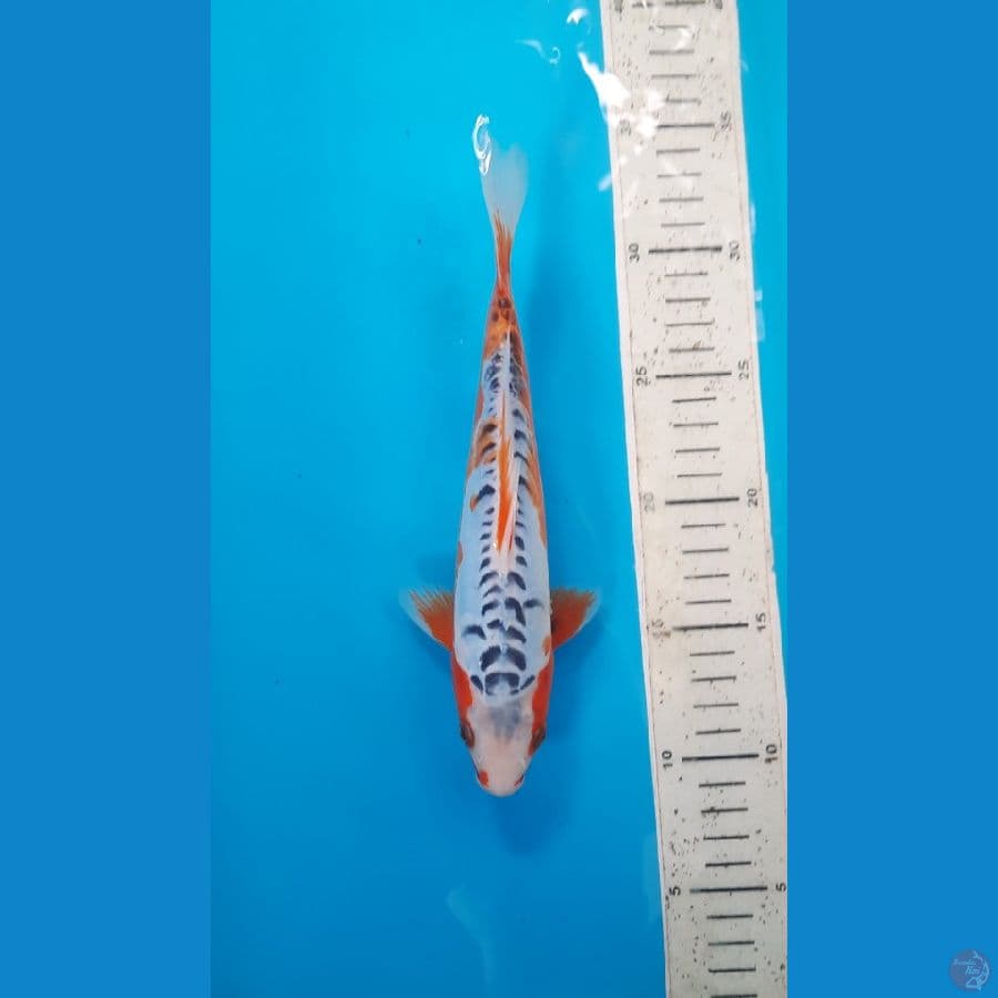 shusui 23cm