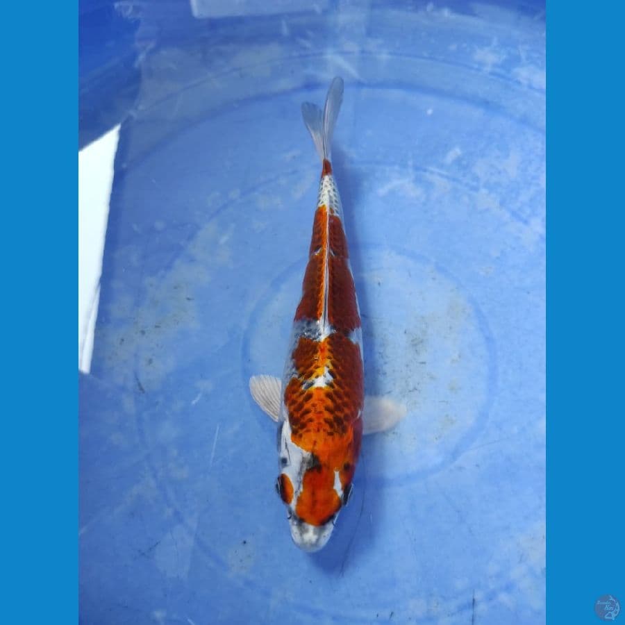 kujaku 25cm