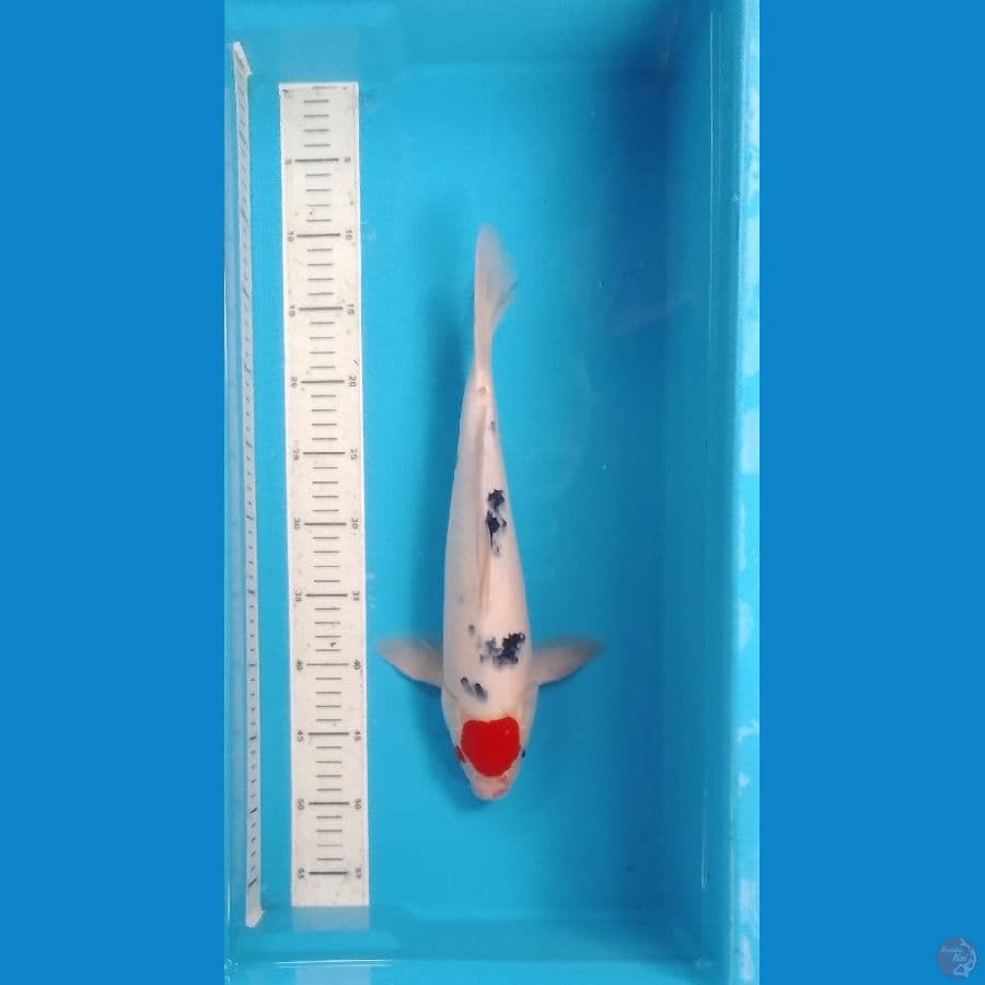 Tancho Sanke Strong 38cm (F)