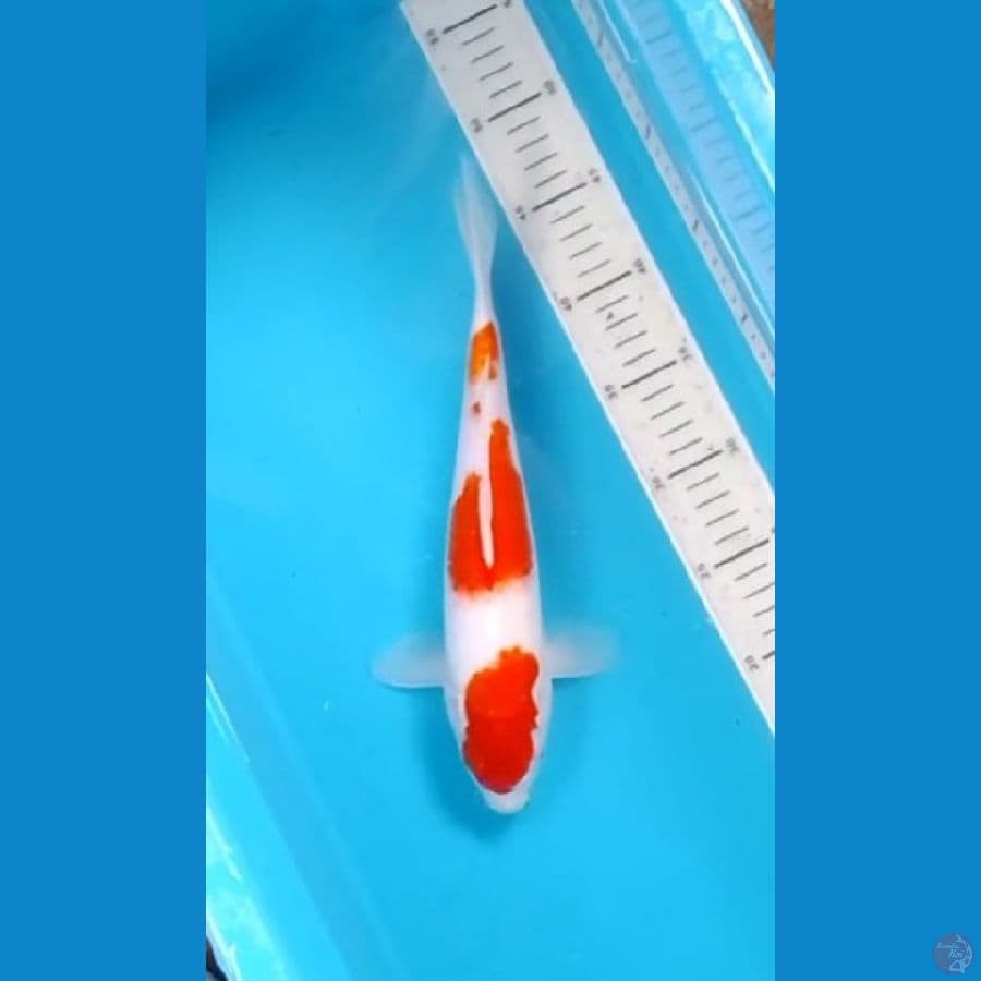 Sandan Kohaku Original 30cm (F)