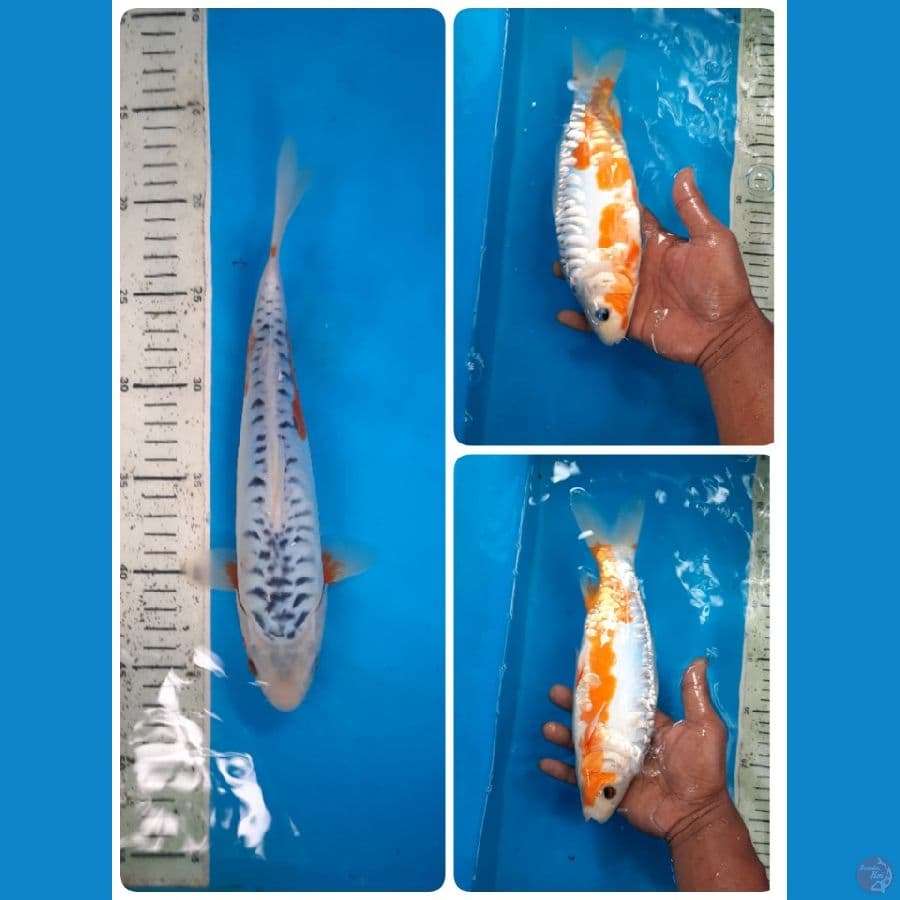 shusui 28cm 