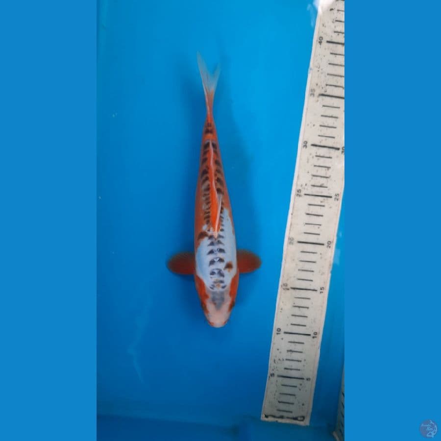 shusui 25cm 