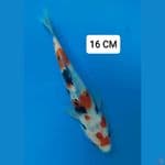 Kohaku 16 cm