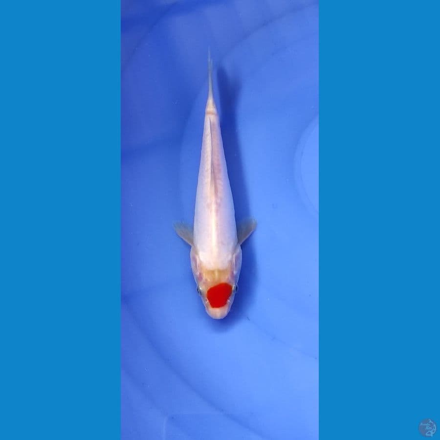 Tc Kohaku 18cm