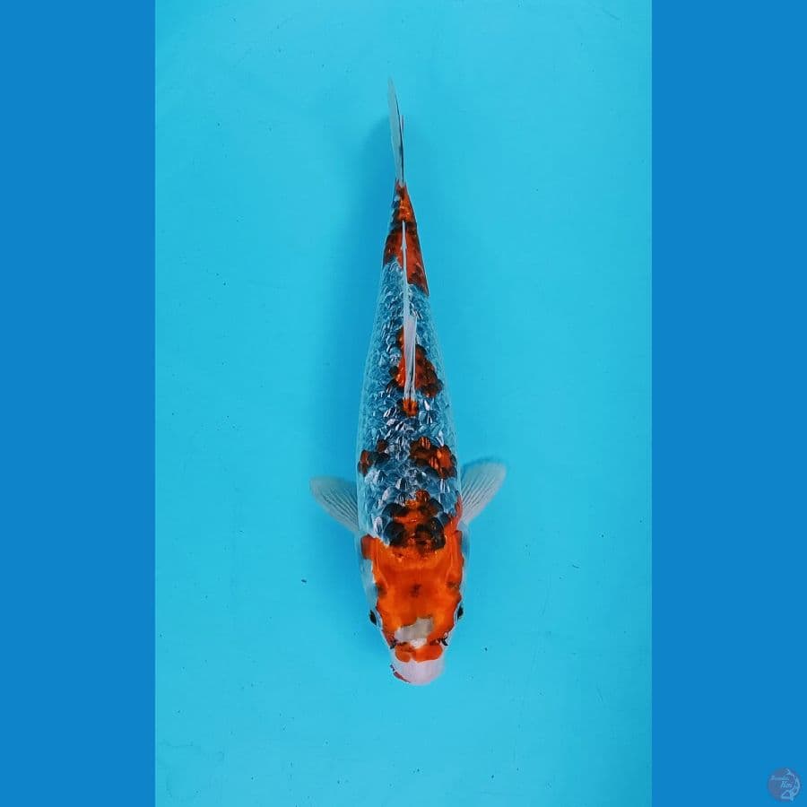 Goshiki Ginrin 34Cm