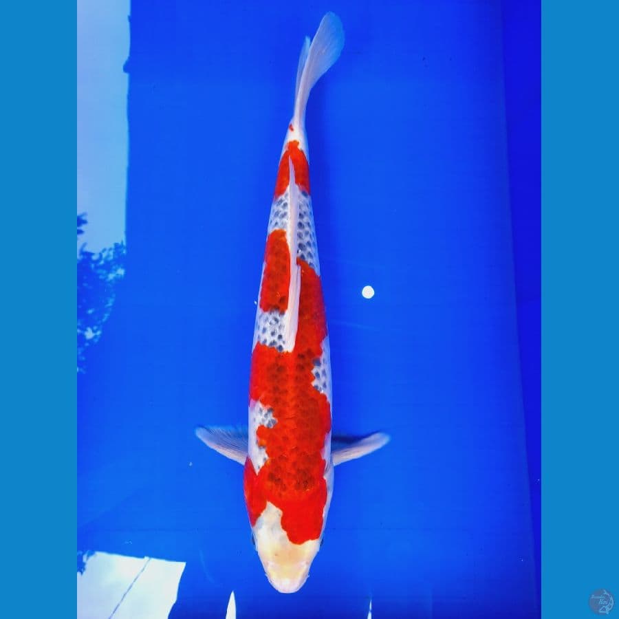 Gosiki Male 40CM
