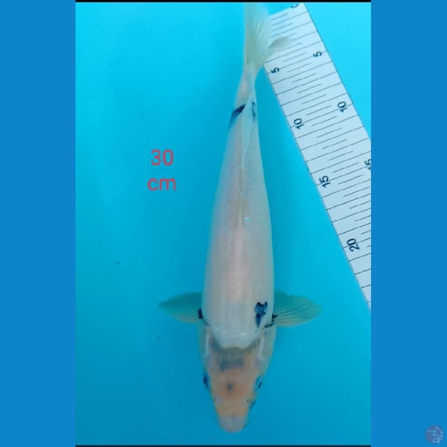 siro tategoi 30 cm