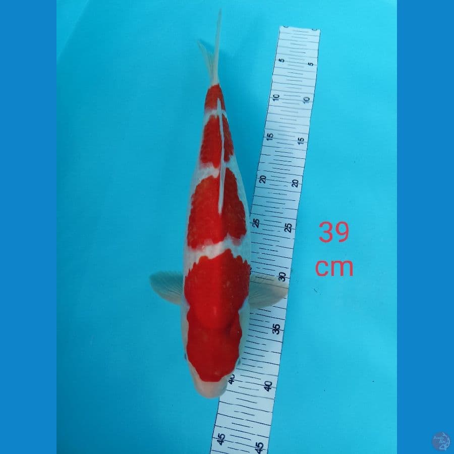 kohakhu F. 39cm