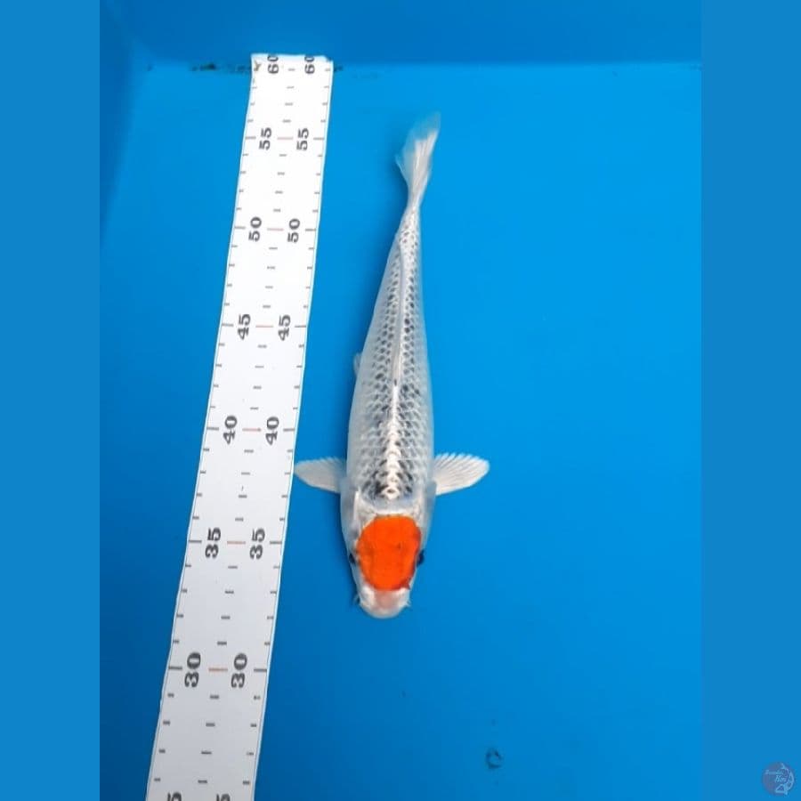 tancho kujaku 22cm
