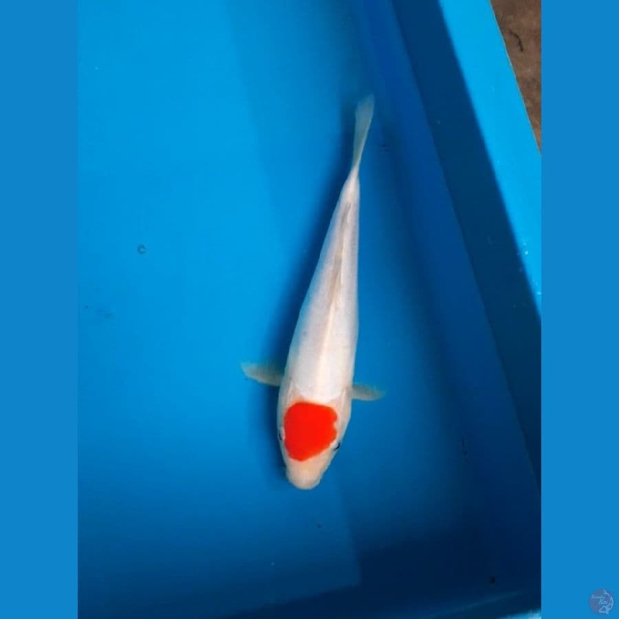 doitsu 27cm