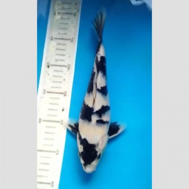 siap show shiro koleksi super 26cm