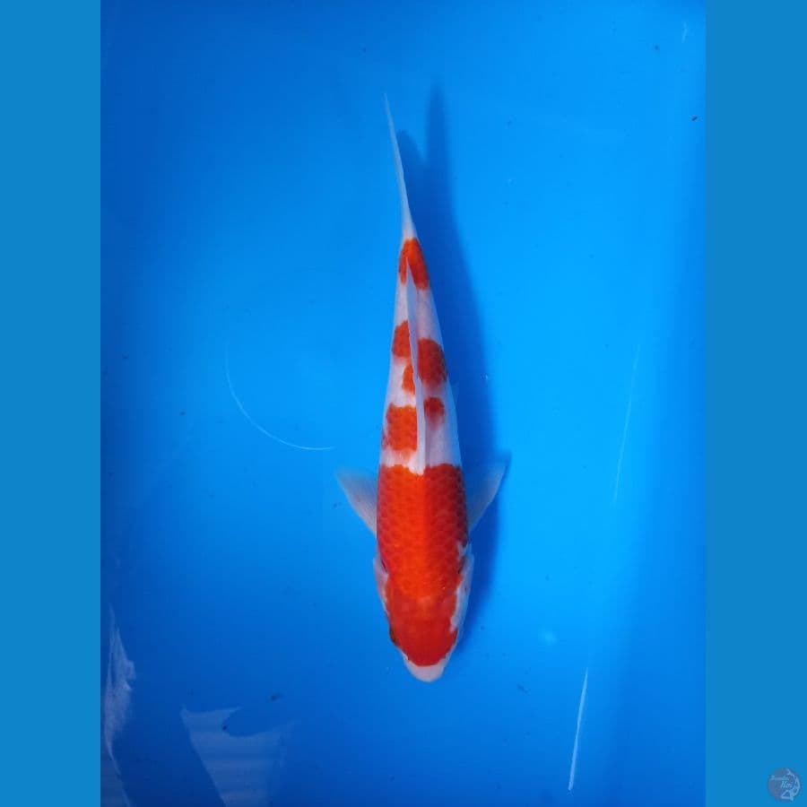 kohaku