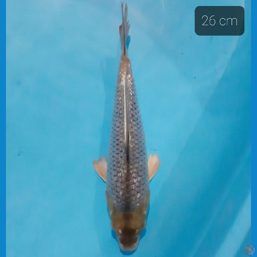 sogin 26 cm