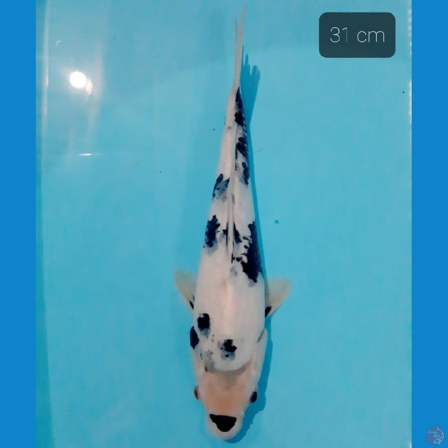 shiro 31 cm