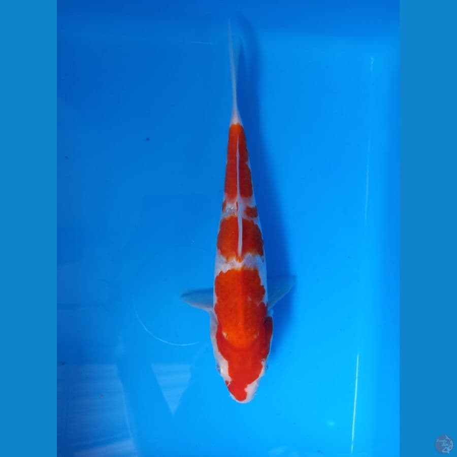 kohaku