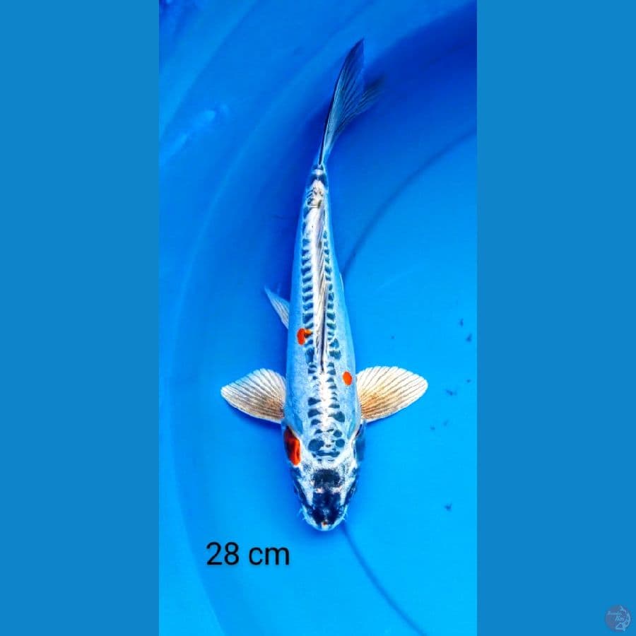 kiko 28 cm