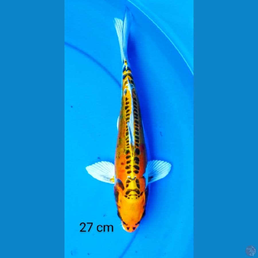 kiko 27 cm