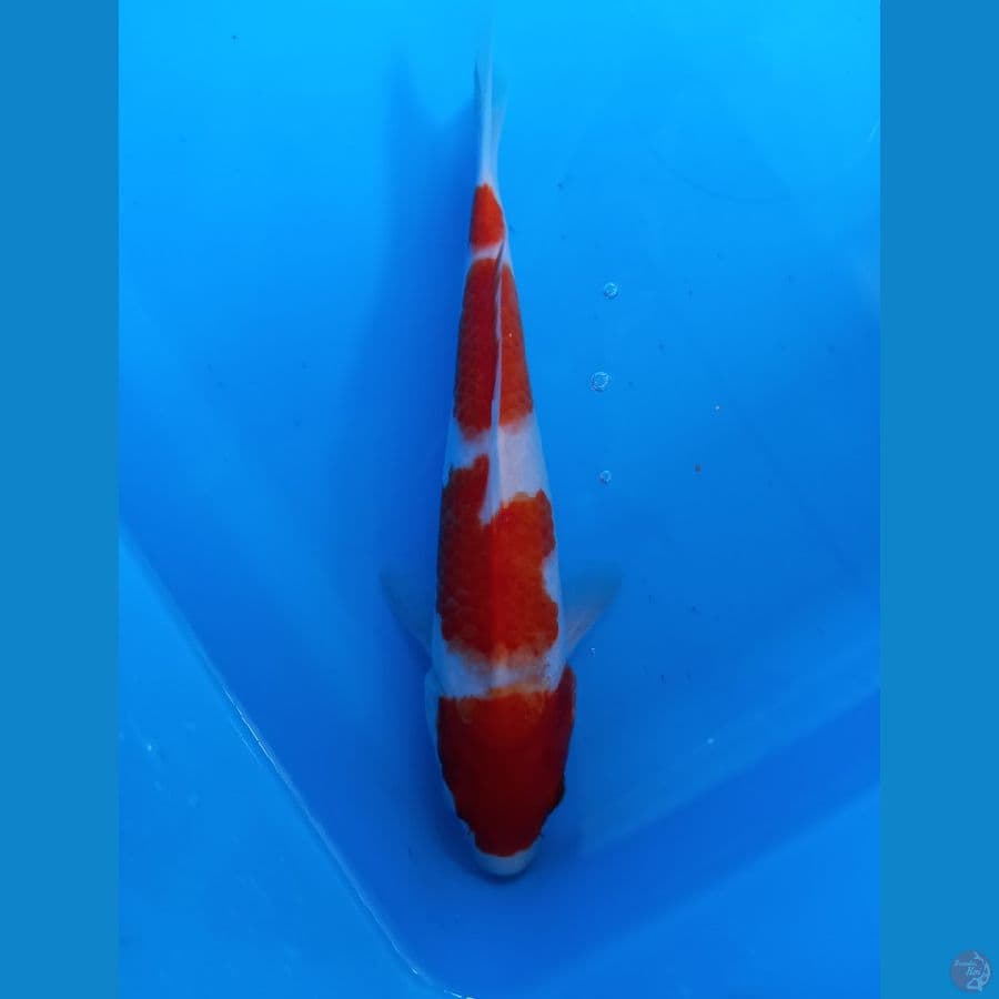 kohaku
