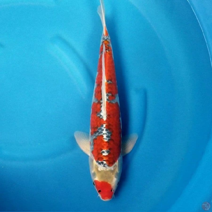RED GOSHIKI 43 CM MALE