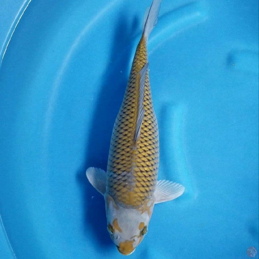ANTIK OCHIBA 40 BU FEMALE