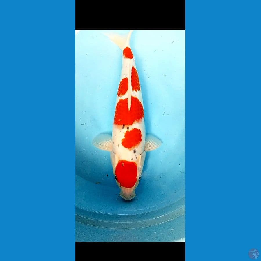 SANKE red strong fm 42 cm