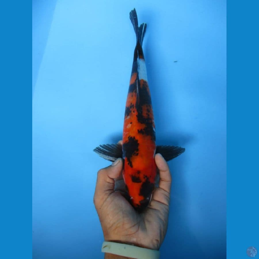 MKC KOI GRUB