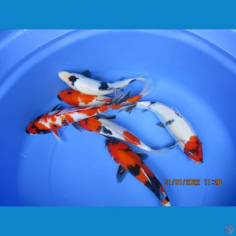 MKC KOI GRUB