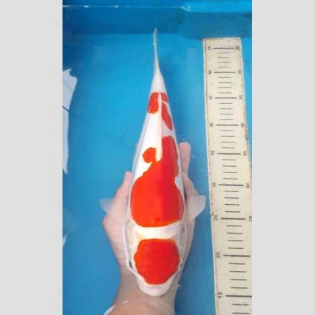 Kohaku doit bulky 40cm siap show