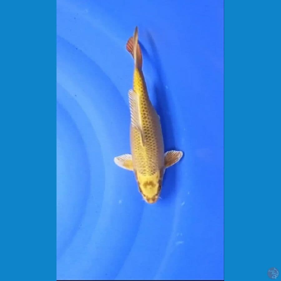 Mukashi ogon