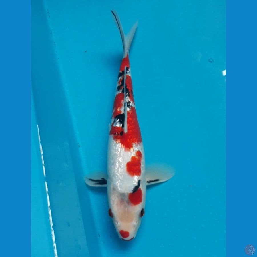 Sanke Ginrin 28 cm Male