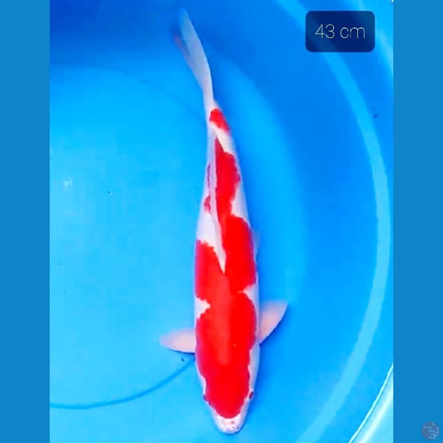 kohaku 43 cm