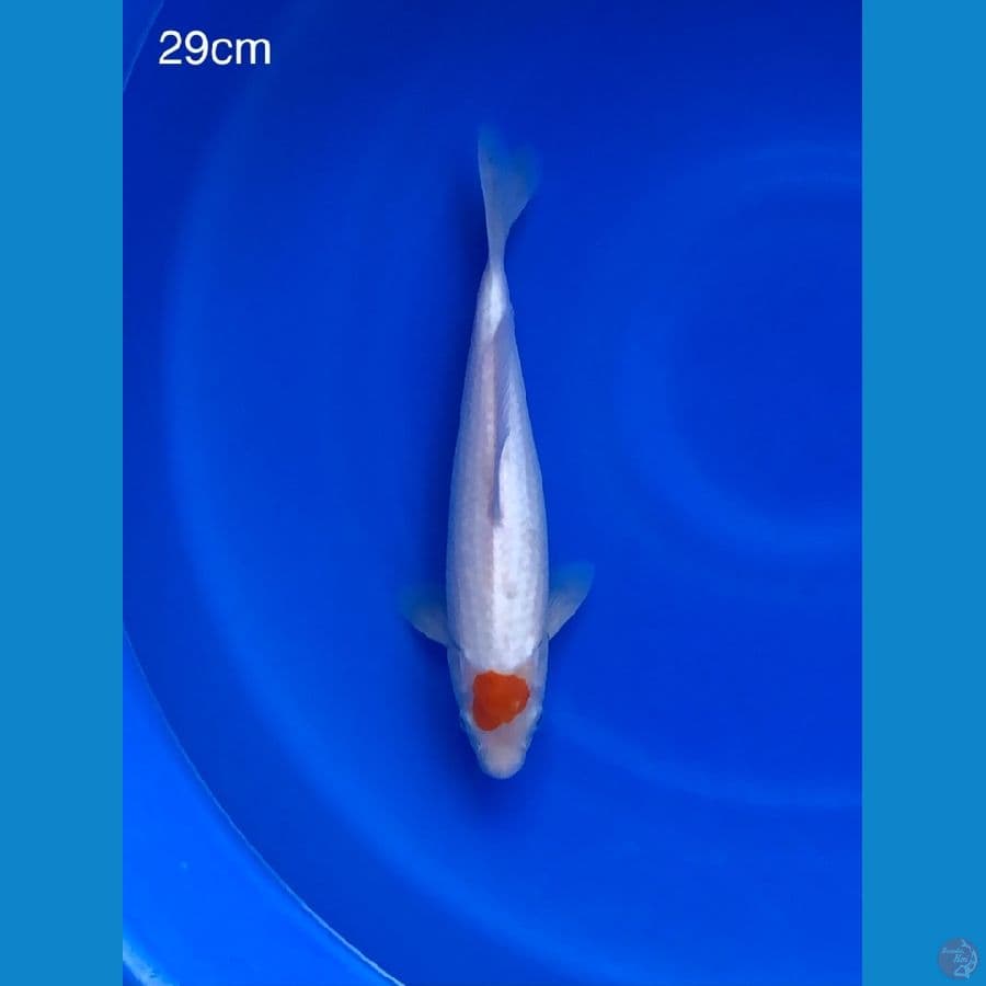 Tancho Kohaku Ori