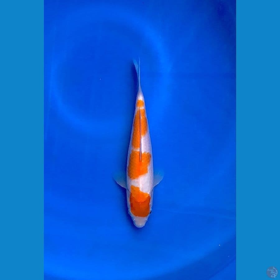 kohaku 4 step ori