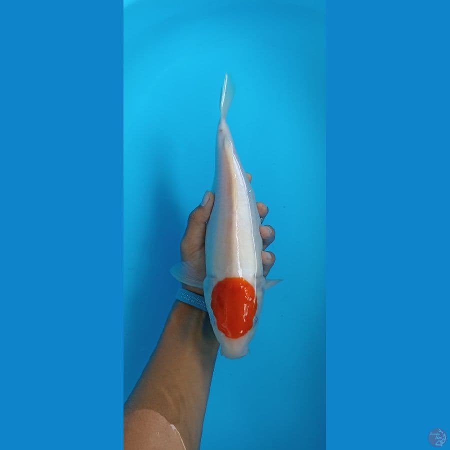 tancho kohaku mulus 33 cm