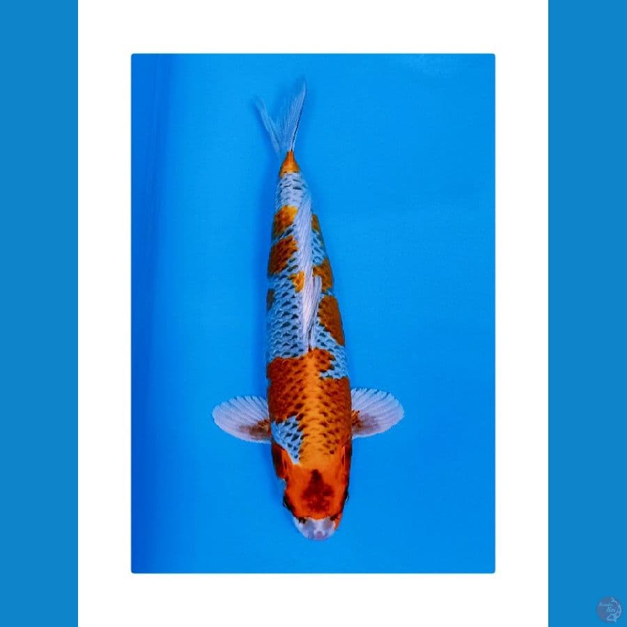KUJAKU 37CM/MALE