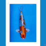 KUJAKU 37CM/MALE