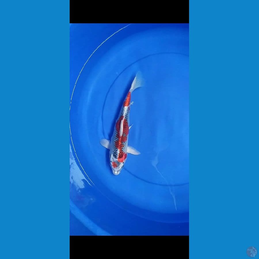 red kujaku 30 bu
