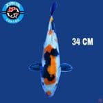 Showa 34 cm