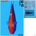 Kohaku Import Matsue