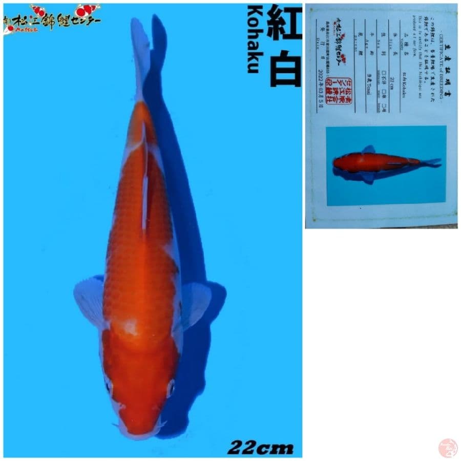 kohaku import matsue 2