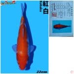 kohaku import matsue 2