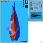 kohaku import matsue 3