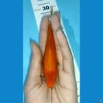 red karashi 15bu