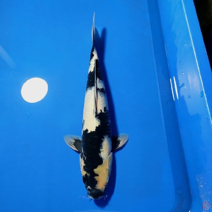 JETBLACK - Shiro Utsuri 38cm MALE