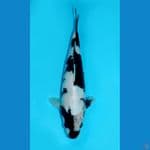 KANKURO - SHIRO SQ 28CM