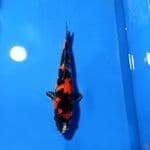 SHOWA SANSHOKU 28cm Male