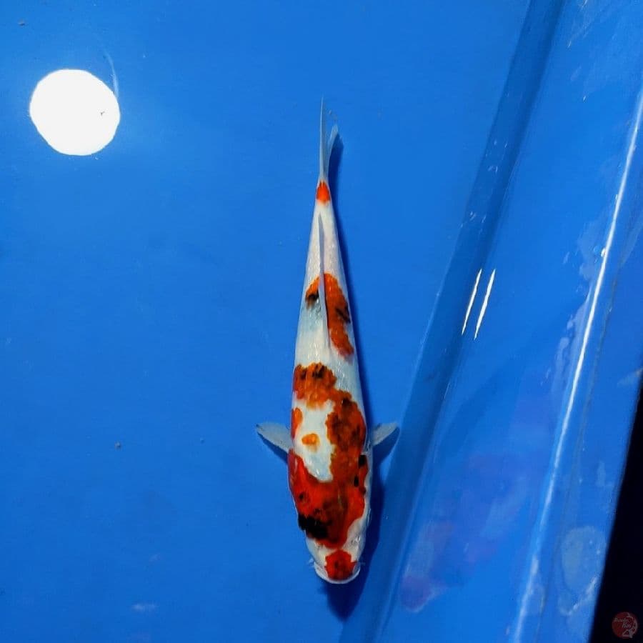 RARE - SHOWA GOROMO 24cm 