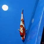 RARE - SHOWA GOROMO 24cm 